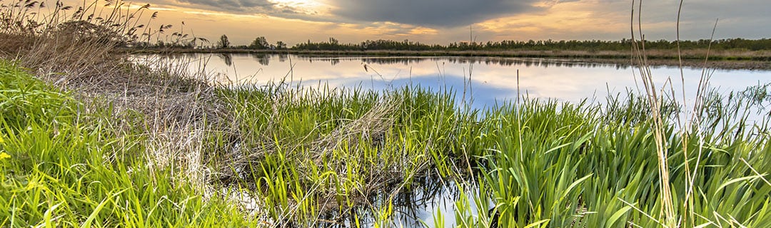 Wetlands